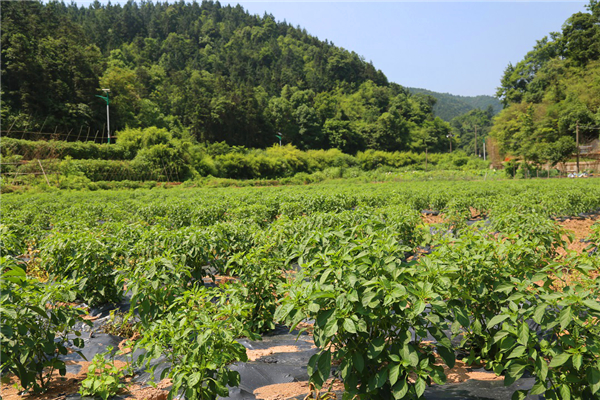 千亩黄荆坪竹根辣椒示范片.jpg