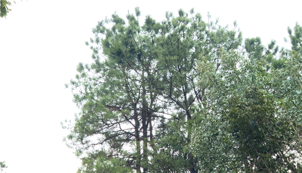 QQ图片20220302094423.png QQ图片20220302094423.png