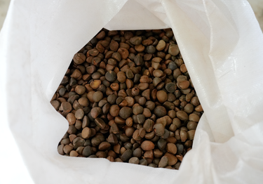 湘潭县乌石镇大明村：小茶籽撑起“增收+医保”双保障