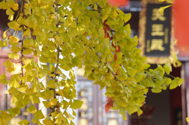 【海报】杏运满枝，邀您共赴鎏金之约～