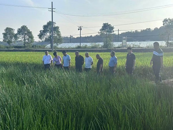 河口镇人大：深入调研“马蹄”产业   助力乡村产业振兴