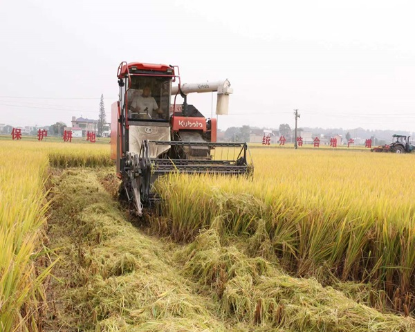省级示范片实收测产验成效 品种试验助力粮食产能提升 ——石潭基地顺利完成晚稻测产工作