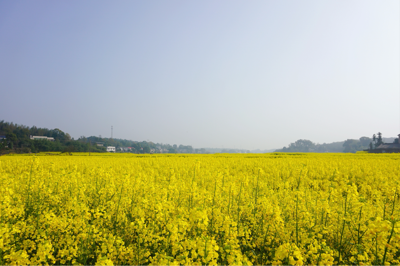 【美景在莲乡】  易俗河镇高桥村千亩油菜花盛开等你赴一场金色之约