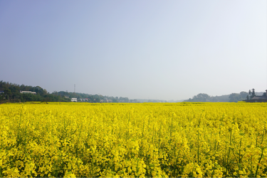 【美景在莲乡】  易俗河镇高桥村千亩油菜花盛开等你赴一场金色之约