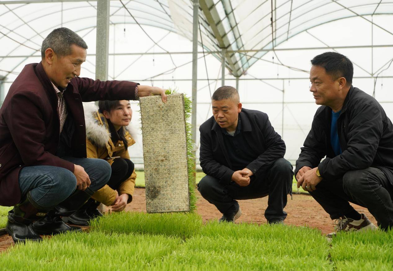 连续阴雨袭莲乡   湘潭县科学管护筑牢早稻育秧防线