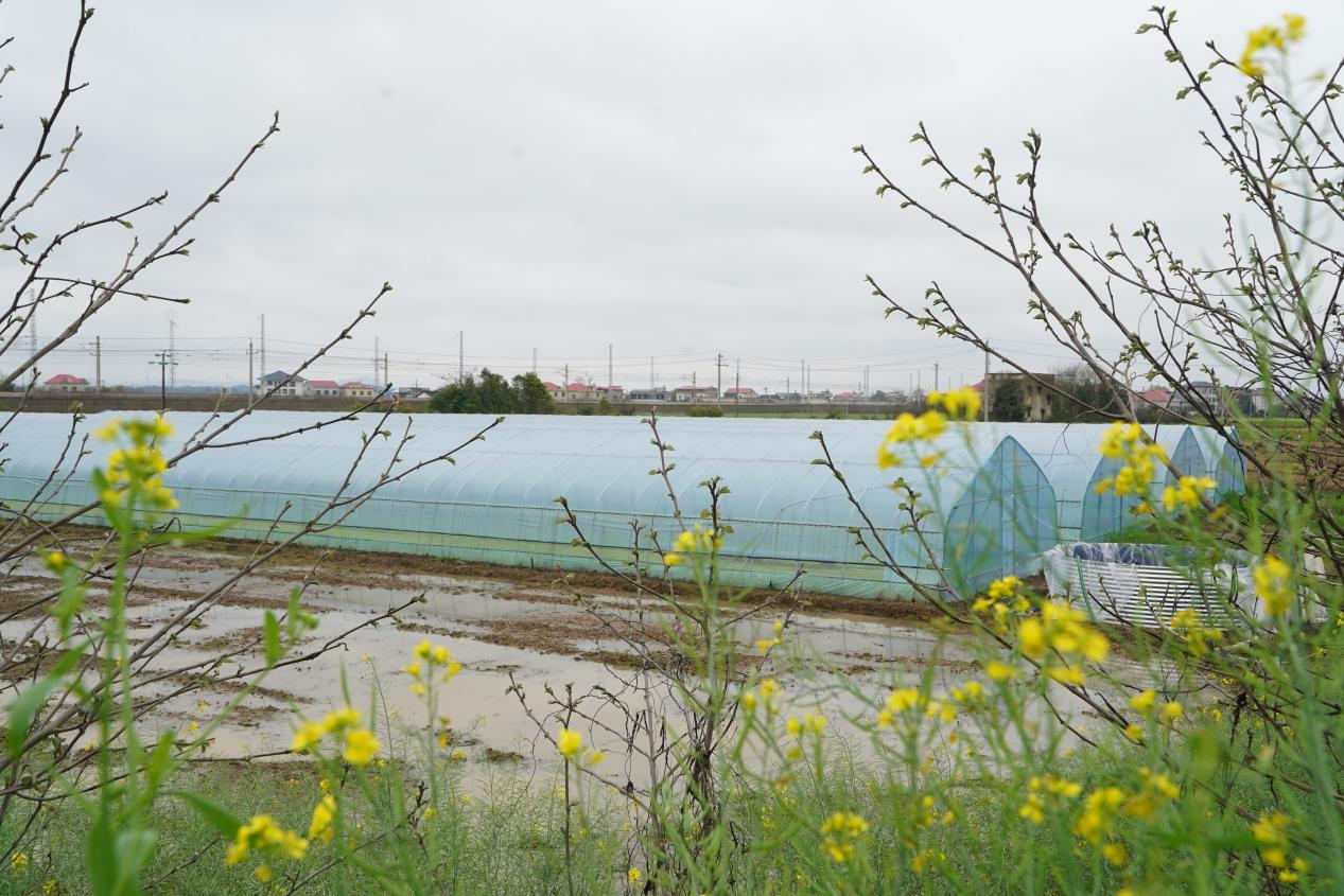 （图集）雨润秧苗壮 莲乡孕希望