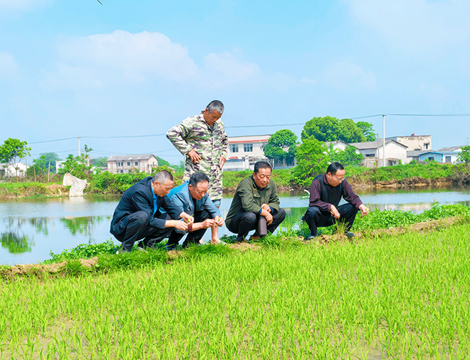 湘潭县：银发人才田埂送技