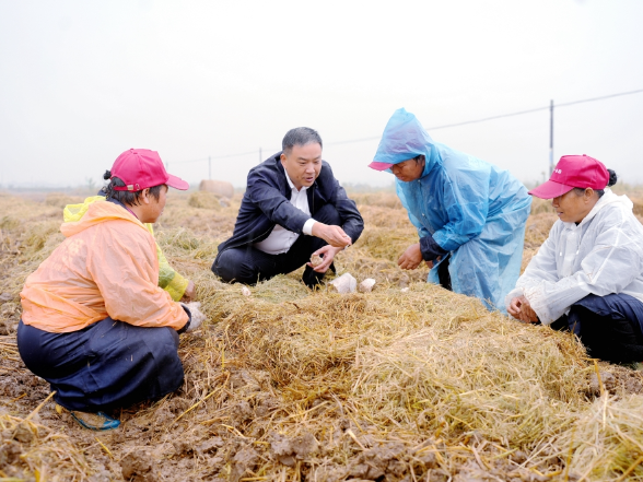 湘潭县：秸秆种菇忙