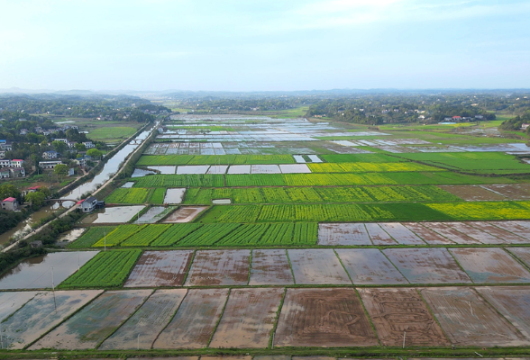 产业“莲”通致富路丨稳粮、兴产、美村白石镇湖田村“三驾马车”跑出乡村振兴“加速度”