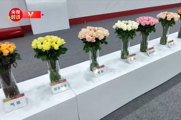 时政现场说丨“美丽产业”造福群众 生活像花儿一样美