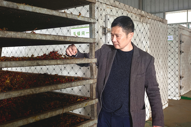 企业之星｜谭智奇：药香润乡野 初心助振兴