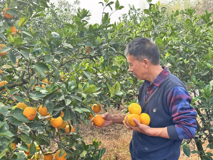 又是橙黄橘绿时 云湖桥镇罗氏脐橙开园采摘！