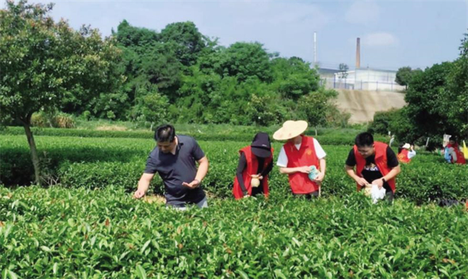 中路铺镇活动组:2023年6月7日到龙凤庄园开展助农采茶促振兴志愿服务活动