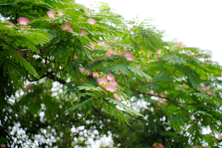 湘潭县：合欢花开扮靓街景