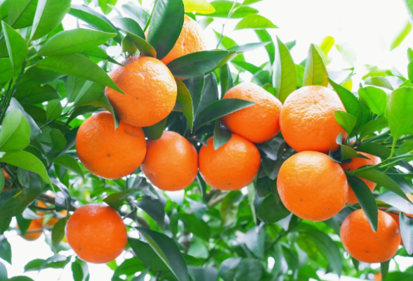 熟在枝头、甜上心头 湘潭县河口镇的沃柑熟了