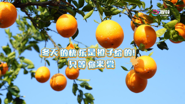 冬天的快乐是橙子给的！只等你来尝