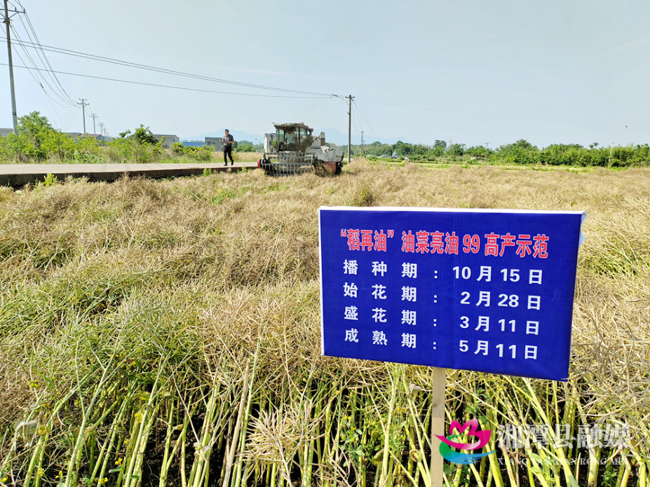 03-2“稻再油”轮作模式2.png