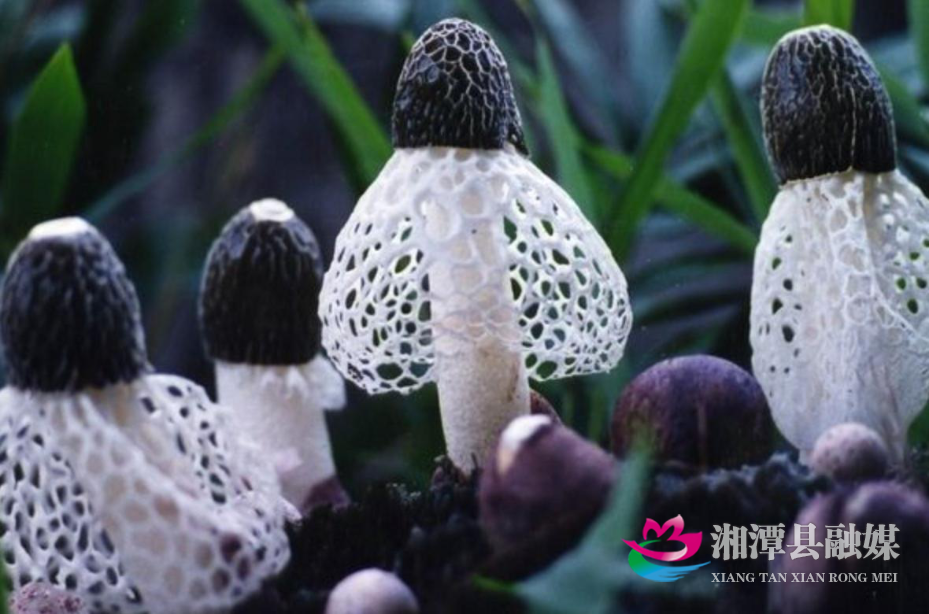 011 湘潭县：油茶林下藏“白雪公主” 林菌共生奏“双赢交响”-竹荪.png
