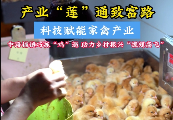 科技赋能家禽产业 中路铺镇巧抓“鸡”遇 助力乡村振兴“振翅高飞”