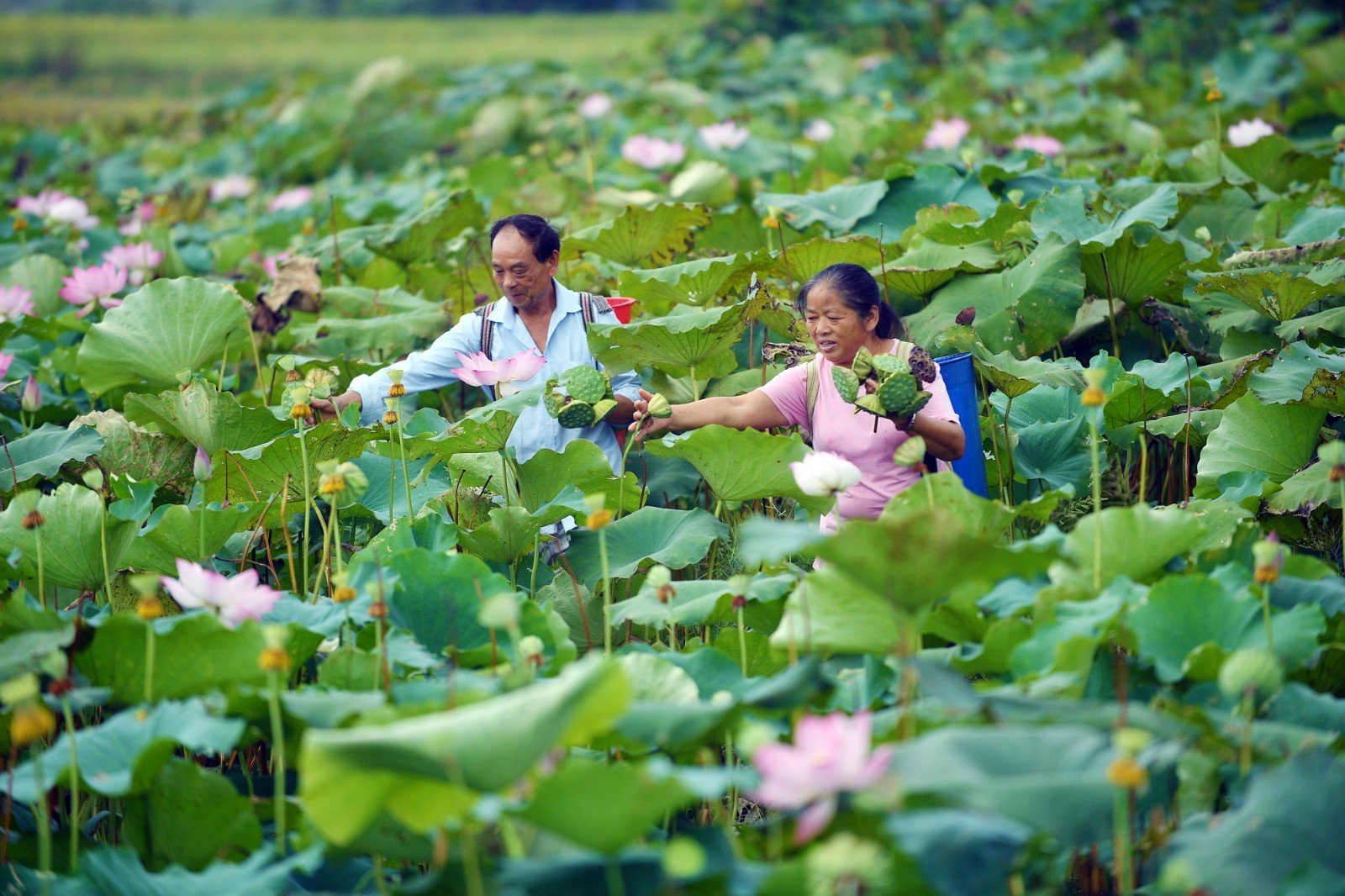 13 组图｜湖南湘潭：千年湘莲誉古今4-湘莲采摘忙.jpg