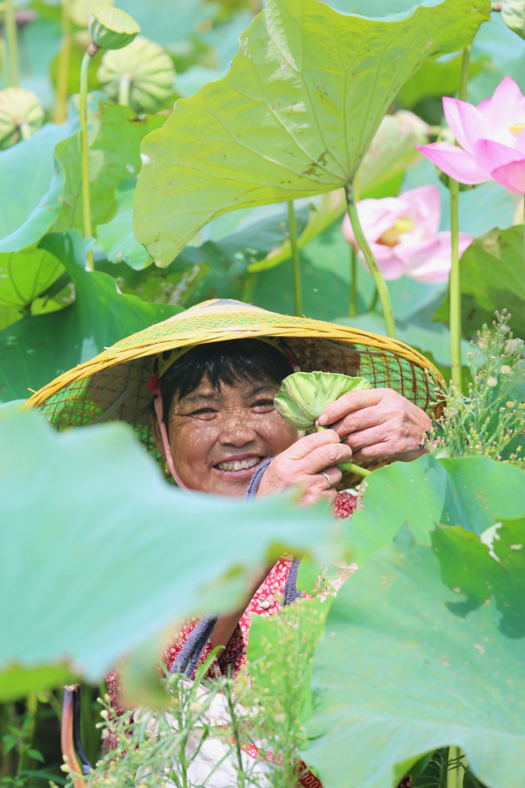 12 组图｜湖南湘潭：千年湘莲誉古今3-湘莲成熟了.jpg