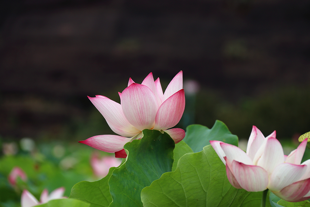 11 何花相继盛开.jpg