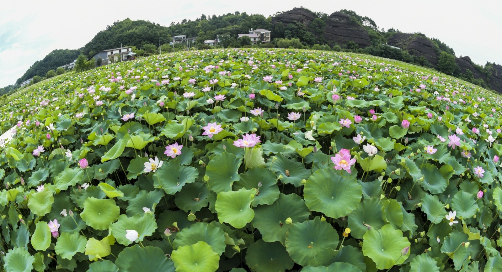 1 组图｜湖南湘潭：千年湘莲誉古今1-湘潭县花石镇罗汉村成片荷花争相绽放，与远处的十八罗汉山构成一幅美丽的画卷。.jpg