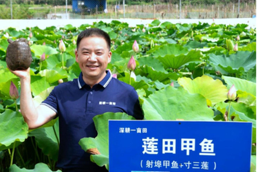 产业“莲”通致富路｜荷田跃金甲 射埠莲田甲鱼解锁“一水双收”共富密码