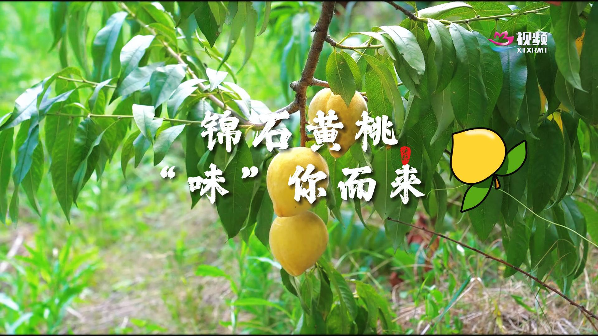 锦石黄桃 “味”你而来