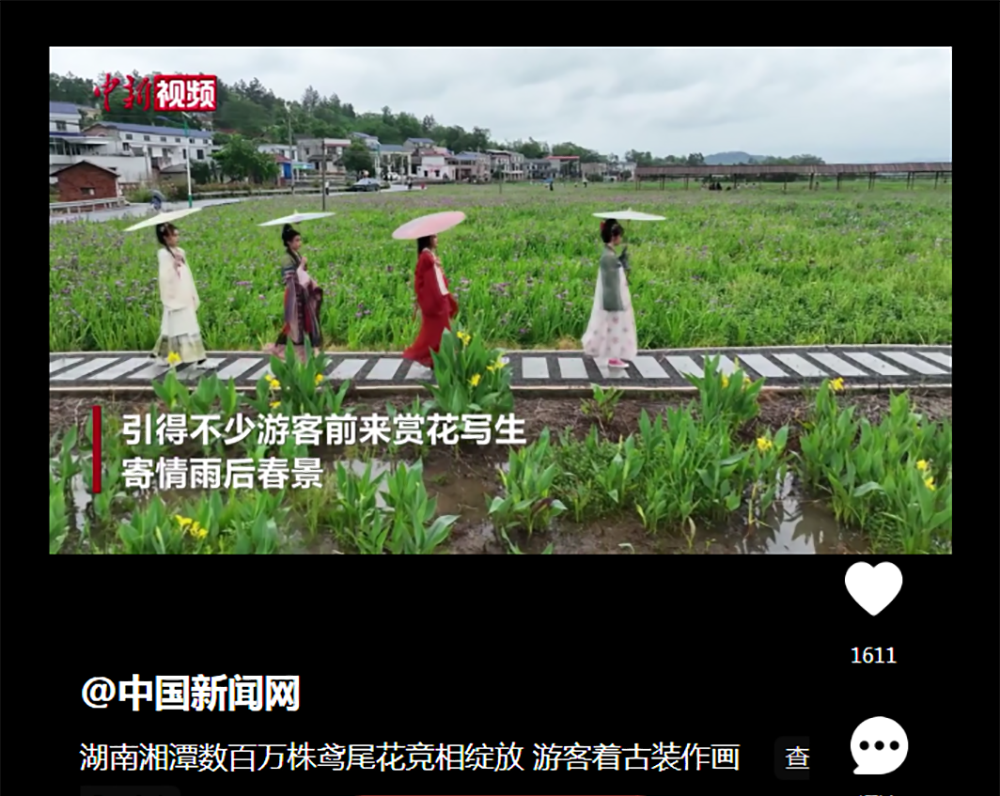 中国新闻网：湖南湘潭数百万株鸢尾花竞相绽放 游客着古装作画.png