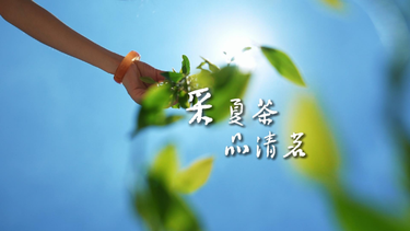 第六届湖南旅游发展大会｜采夏茶，品清茗，来湘潭县赴一场茶山之约，邂逅夏日茶韵慢时光。