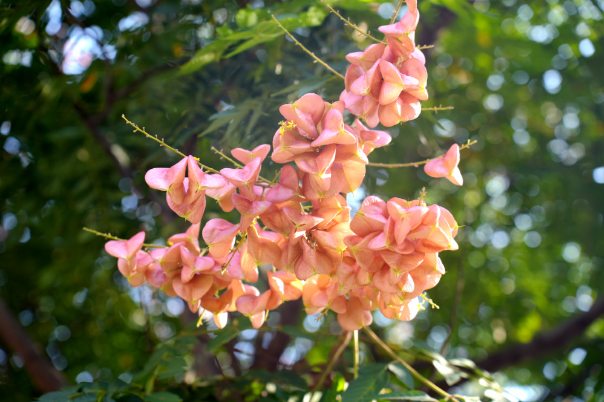 栾树花开秋意浓
