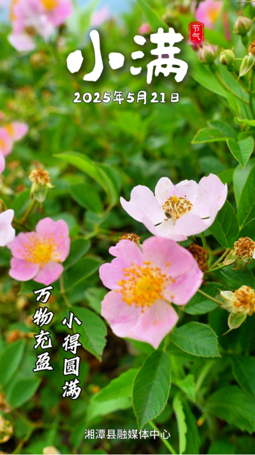 二十四节气海报小满515.png