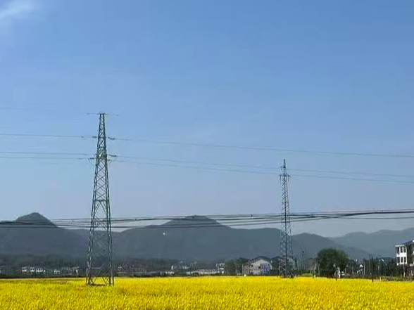 青山桥镇高屯村千亩油菜花开 绘就春日好“丰”景