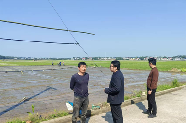 云湖桥镇：抢抓春耕备耕关键期    推广低镉品种筑牢粮食生产根基