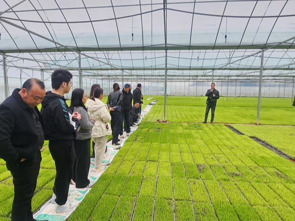 湘东植保系统齐聚石潭观摩集中育秧 共筑粮食安全防线
