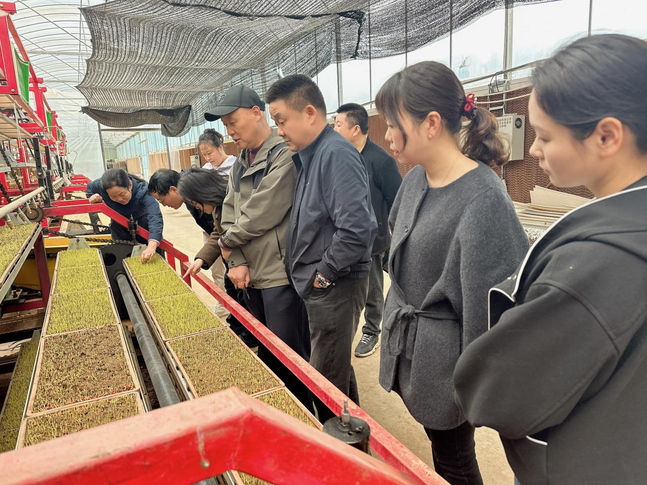 科技服务下沉一线   精准助力育秧增效