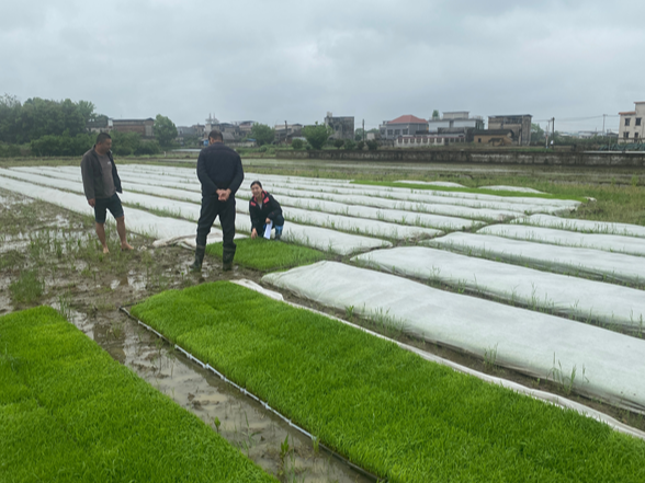 石潭镇：积极配合县级抽查   筑牢粮油生产根基