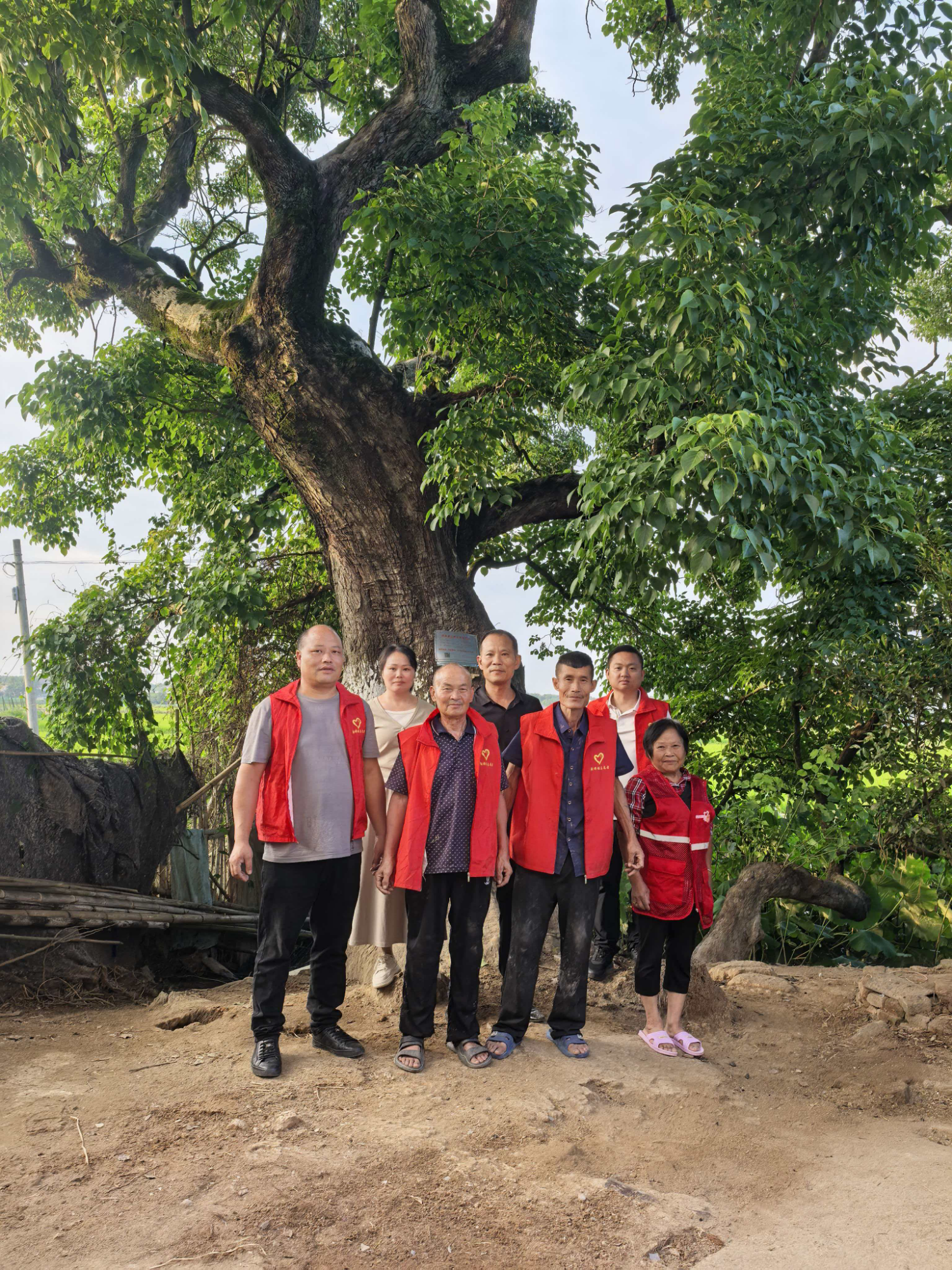 射埠镇：践行村规民约树新风  镇村合力为500年重阳木古树“松绑除障”