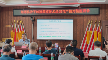 科技赋能沙子岭猪产业  产销对接共促增收致富