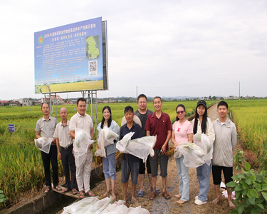 全省粮油作物优质品种丰产性展示湘潭县石潭镇基地开展早稻理论测产工作
