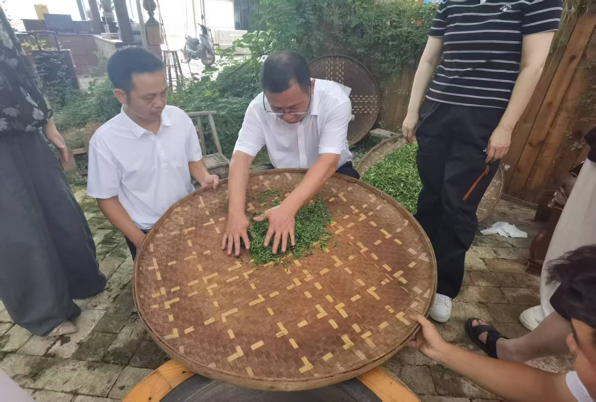 以赛促练强技艺 匠心制茶备大赛——湘潭县开展全省茶叶精制大赛赛前实操练兵培训