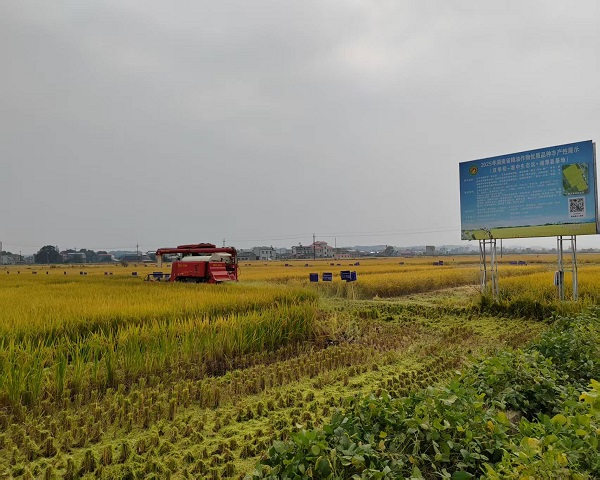 湘潭县石潭镇双季稻丰产性展示基地开展实收测产