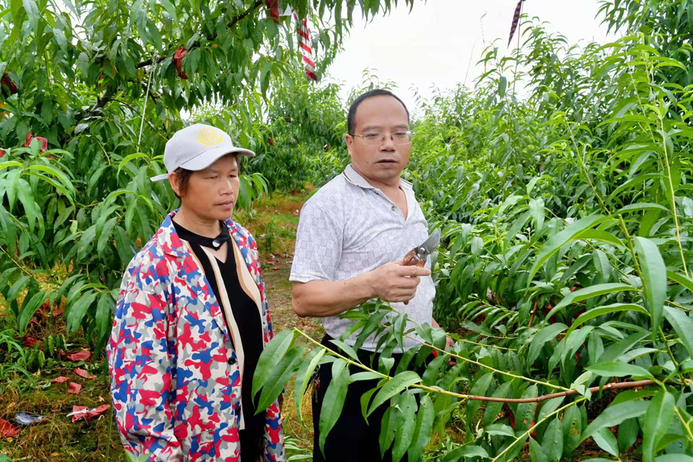 果园里的“银发护理师”