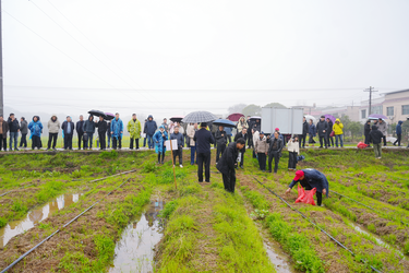 一地双收、粮菌共赢！湘潭县稻菇轮作技术走向全省