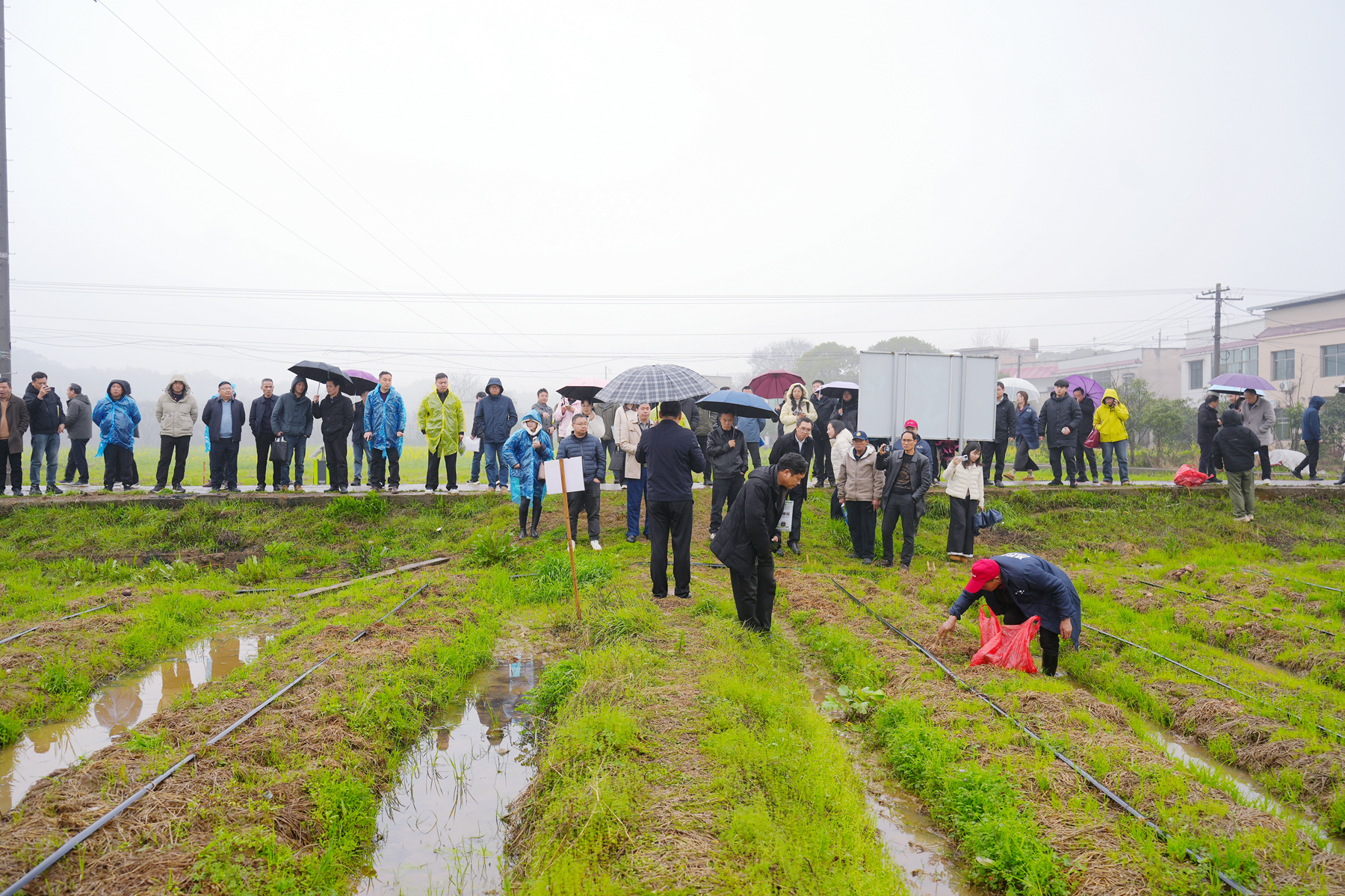 一地双收、粮菌共赢！湘潭县稻菇轮作技术走向全省