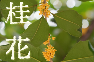 海报 | 桂花：一丝丝甜香，捎来秋日清欢！