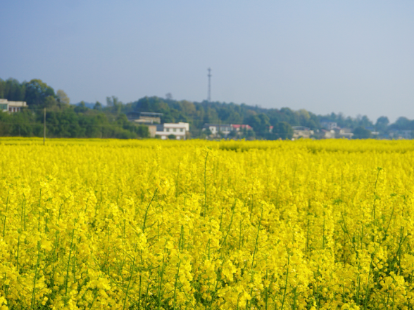 春染沃野“金”满地 易俗河镇油菜花海绘就富民新画卷