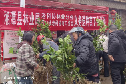 湘潭县油茶产业银发人才工作站：赠送良种苗木下乡 赋能乡村振兴