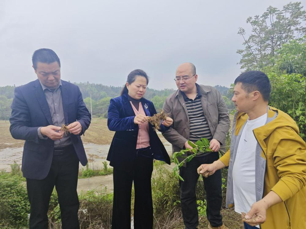 湘潭县政协开展中医药文化“五进”专题调研 赋能莲乡健康服务